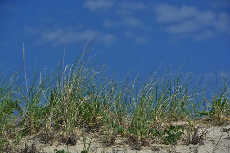 dune grass